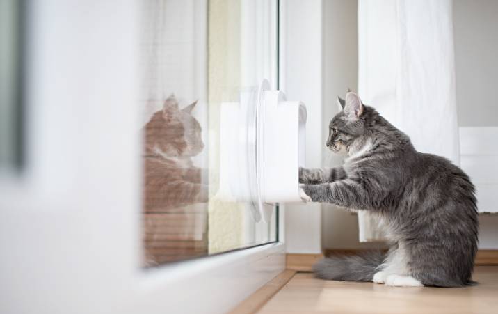 a cat standing in front of a cat door