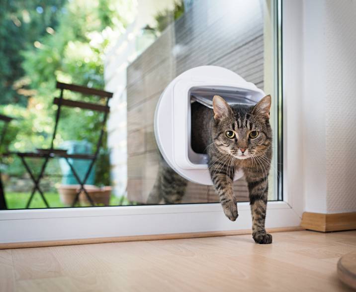 a cat entering a room through a cat door