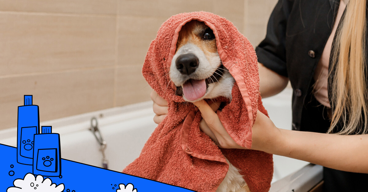 A happy brown dog being towel dried after a bath by a female groomer.