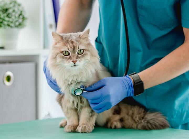 cat having a vet checkup