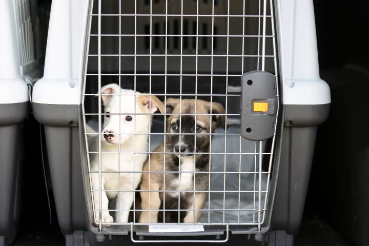 puppies in a pet carrier