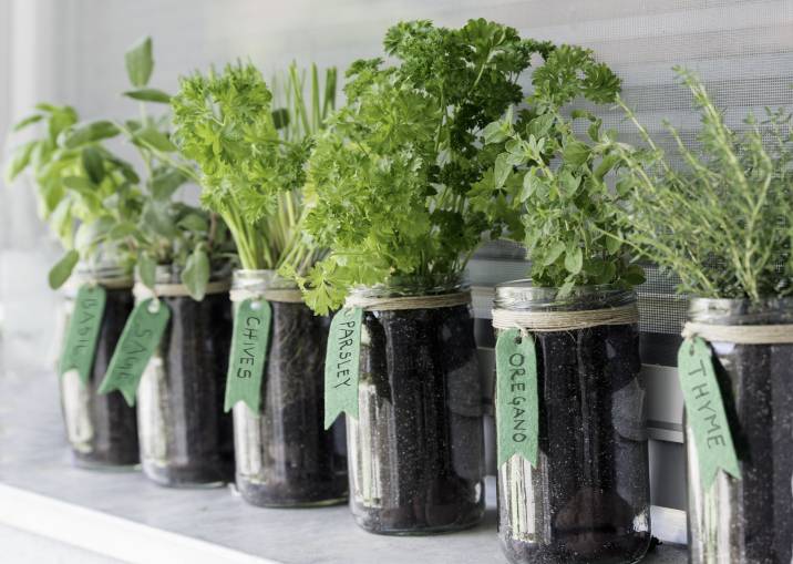 Different herbs like basil, sage, chives, parsley, oregano, and thyme in mason jars on a window