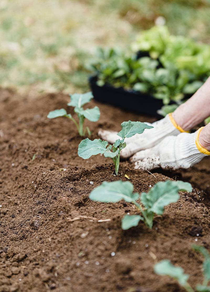 Unrecognisable gardener planting sprouts in soil