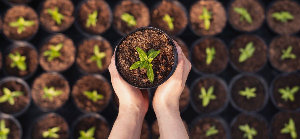 a person holding a potted plant