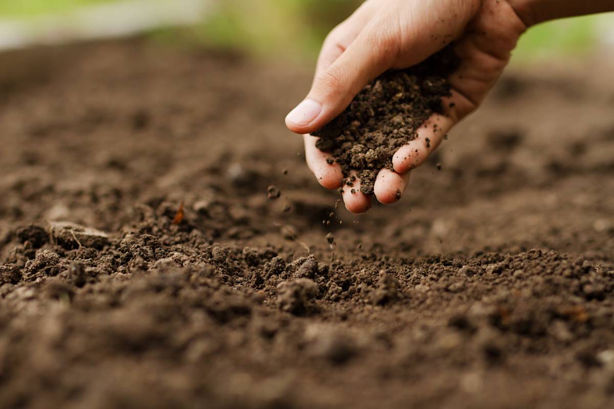 a person holding garden soil