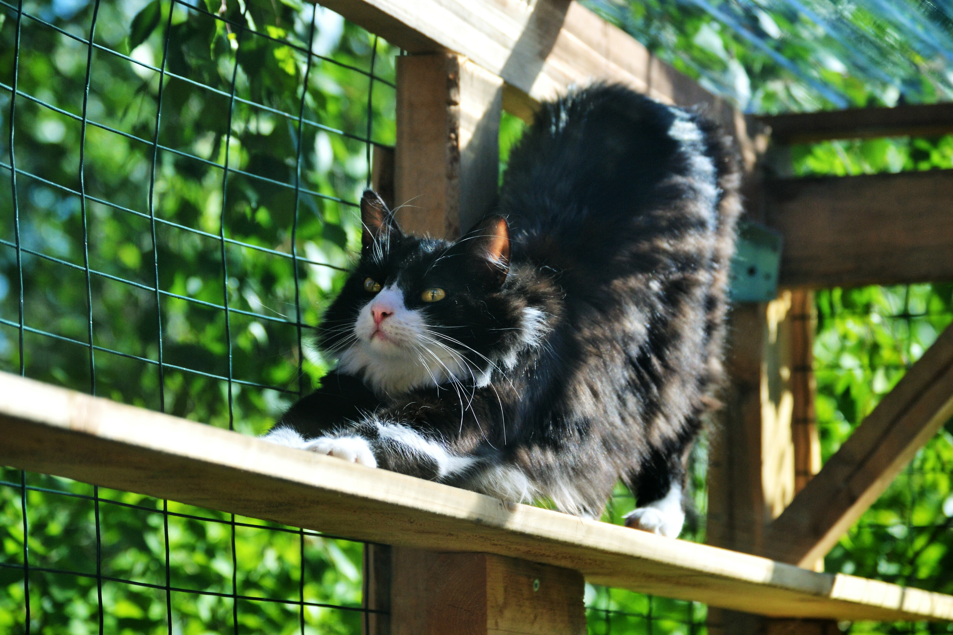 cat stretching inside an outdoor enclosure