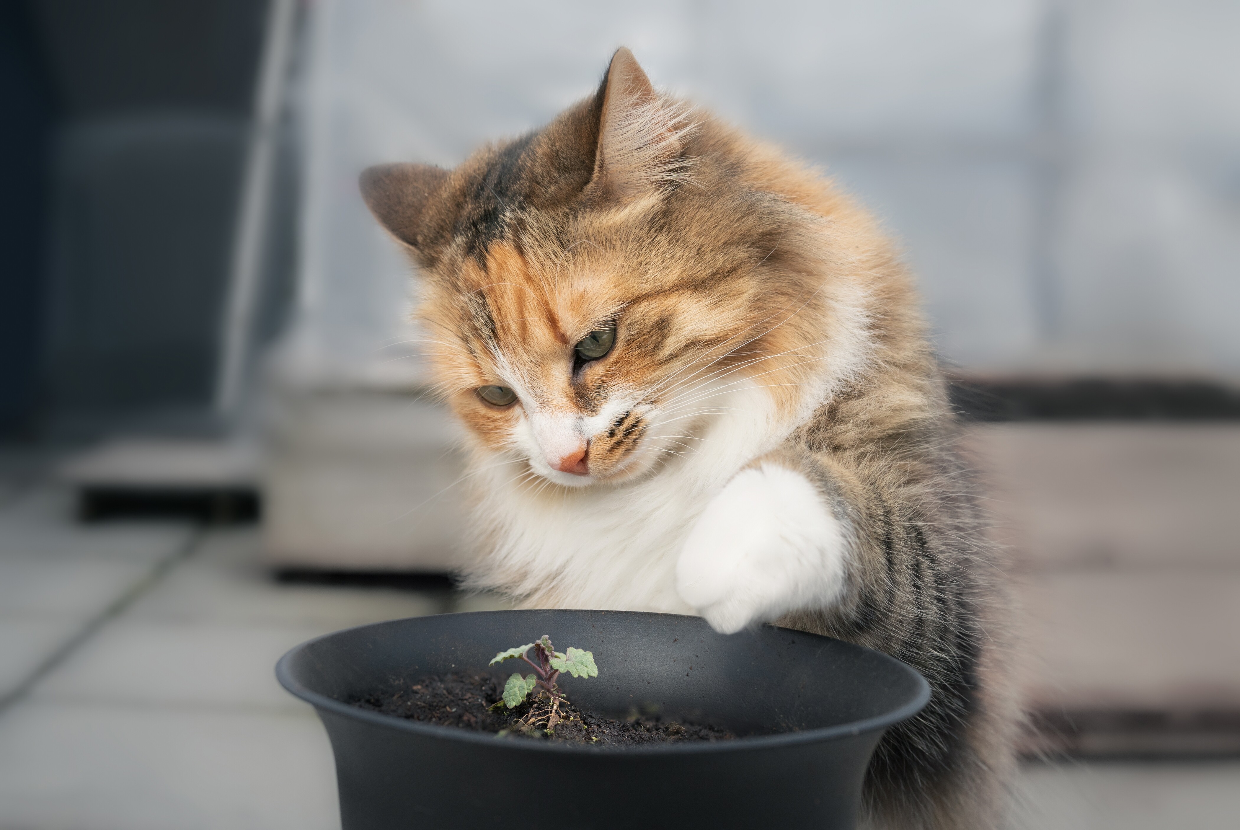 cat playing with cat mint