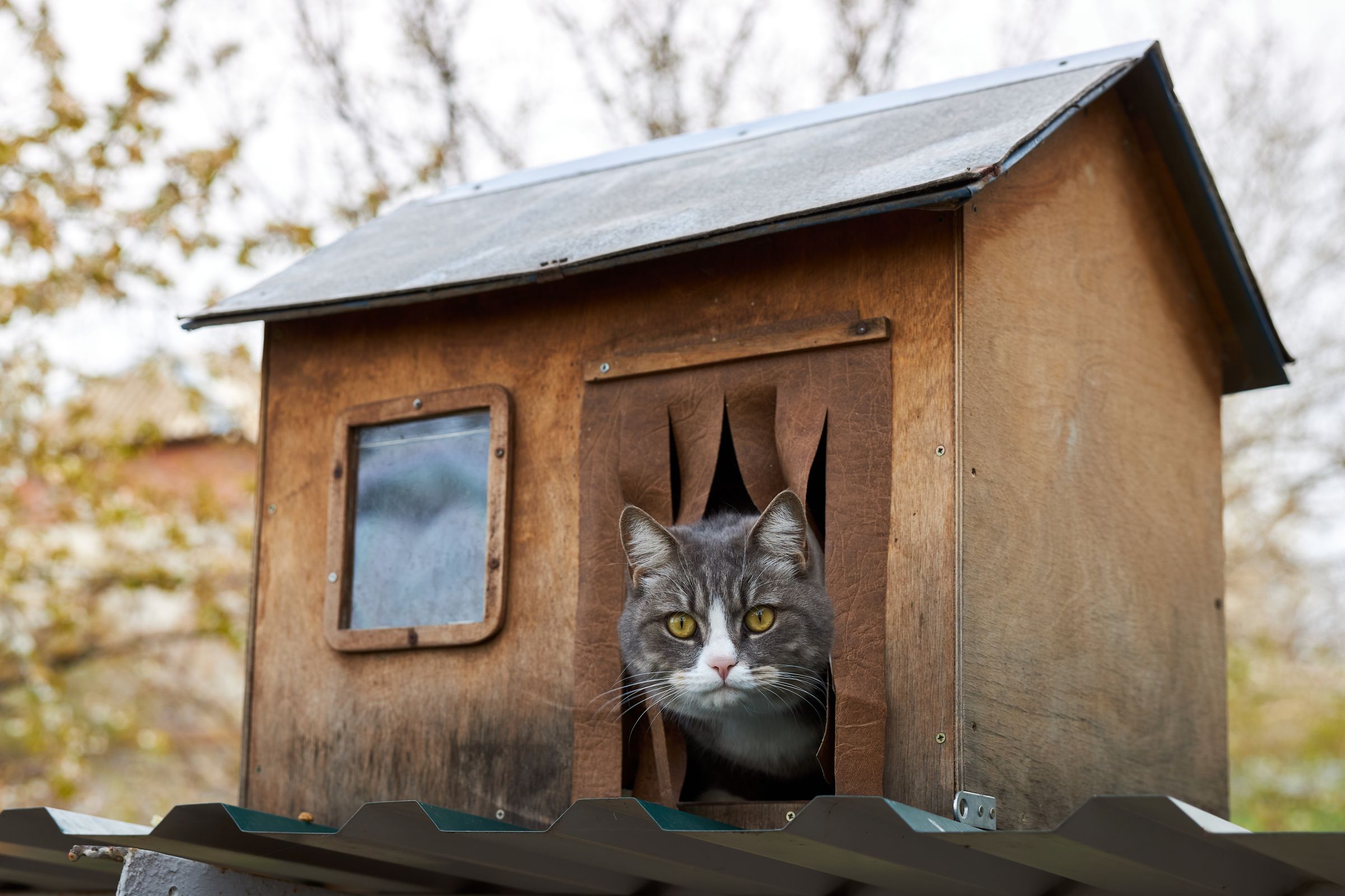 outdoor cat house
