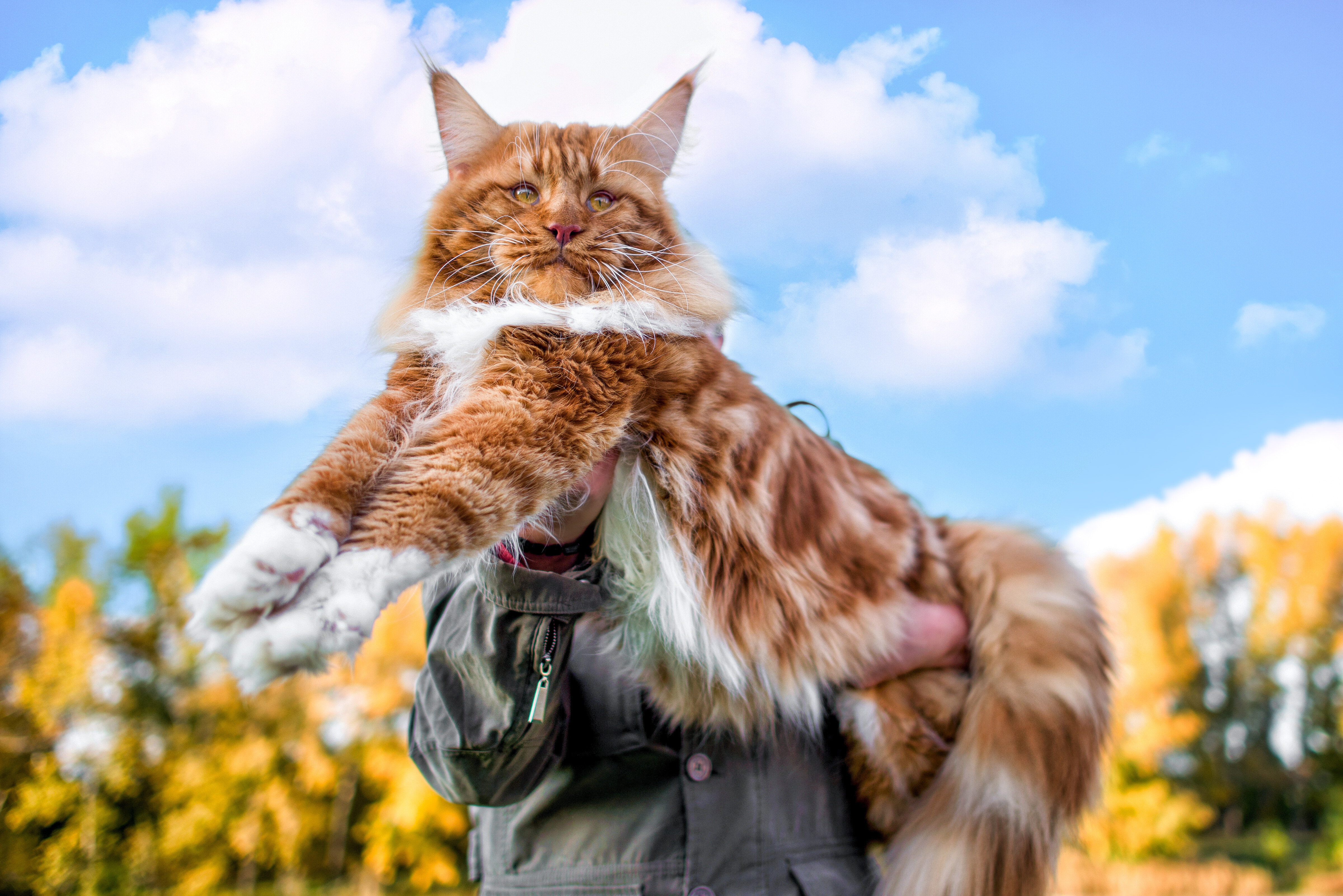 big fluffy maine coon cat