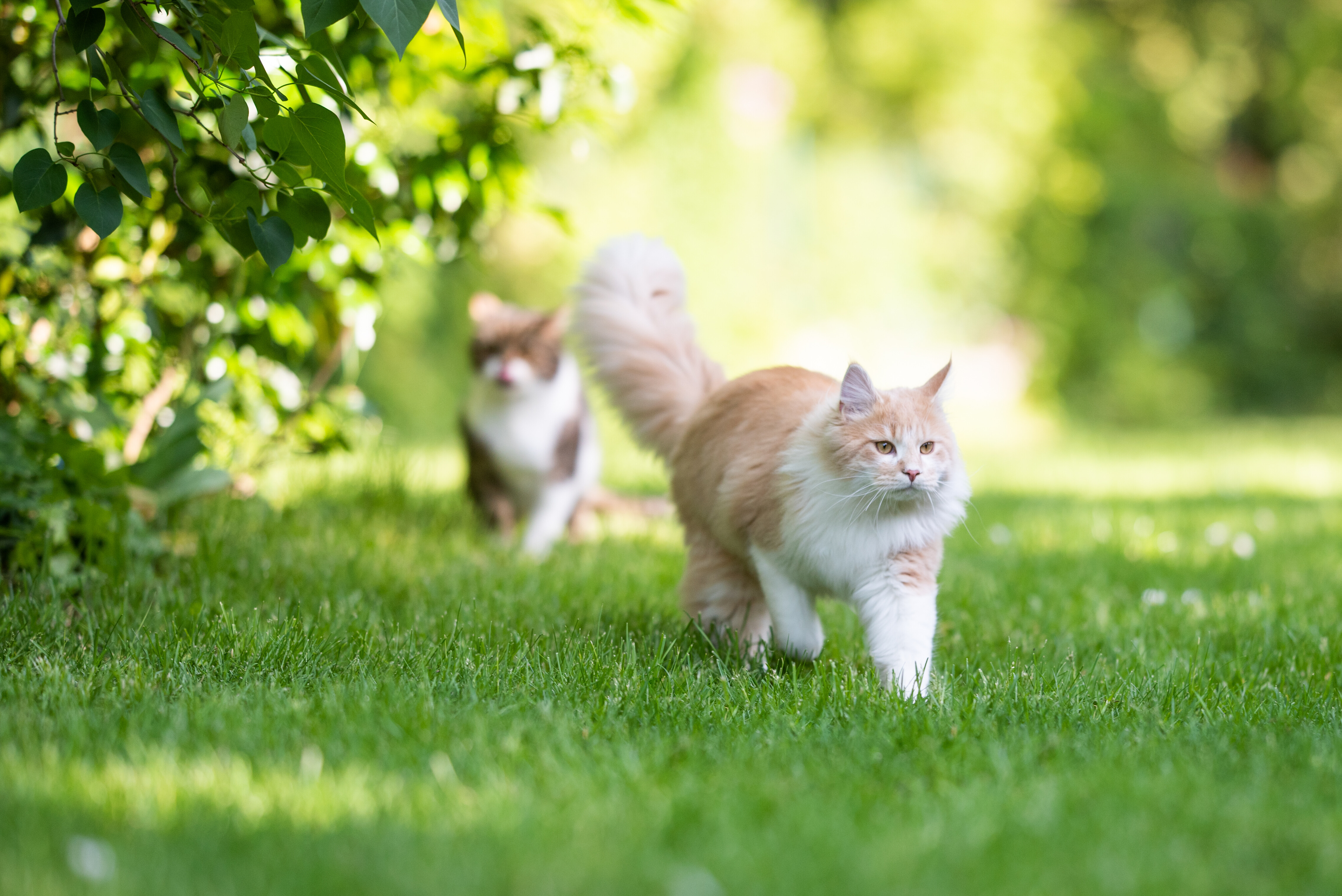 cats walking in an outdoor garden