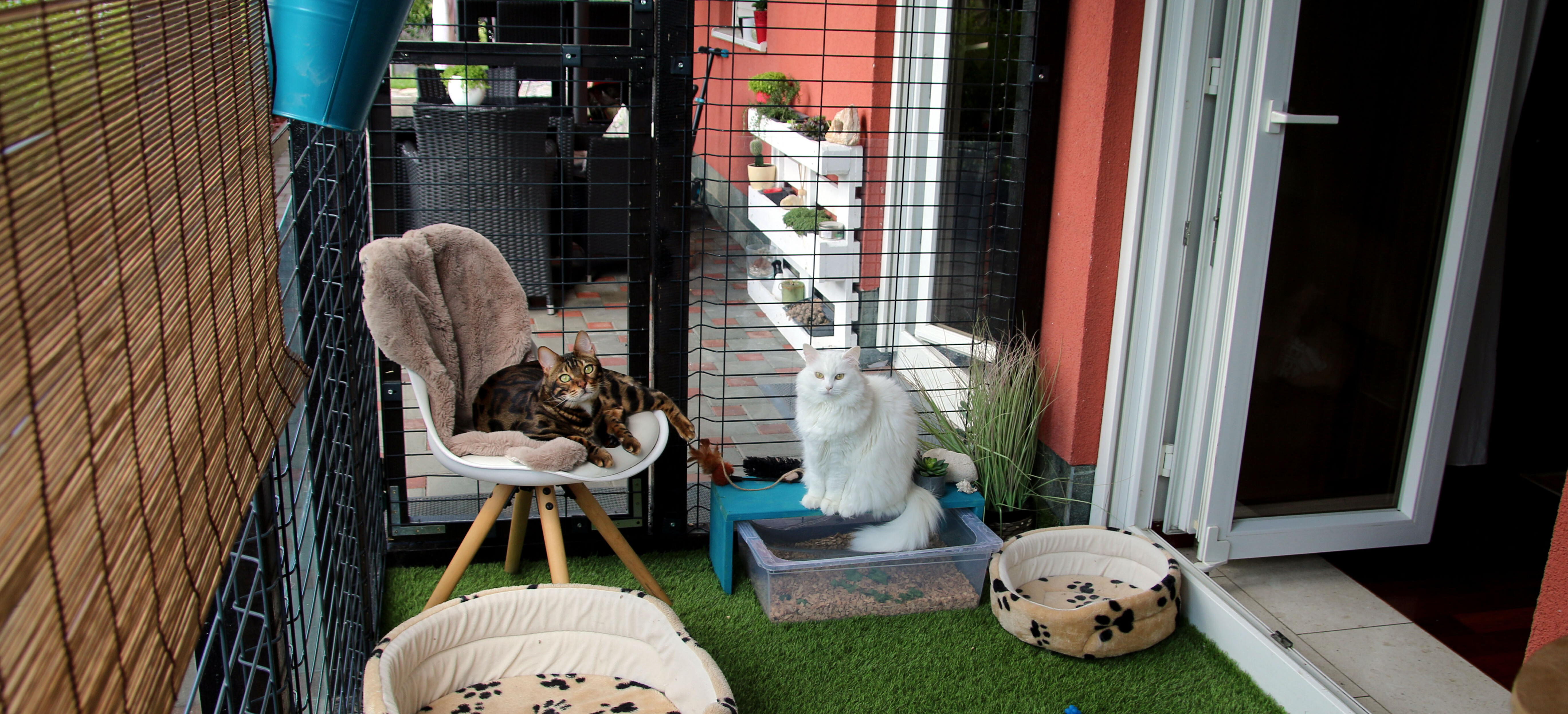 a catio with two cats