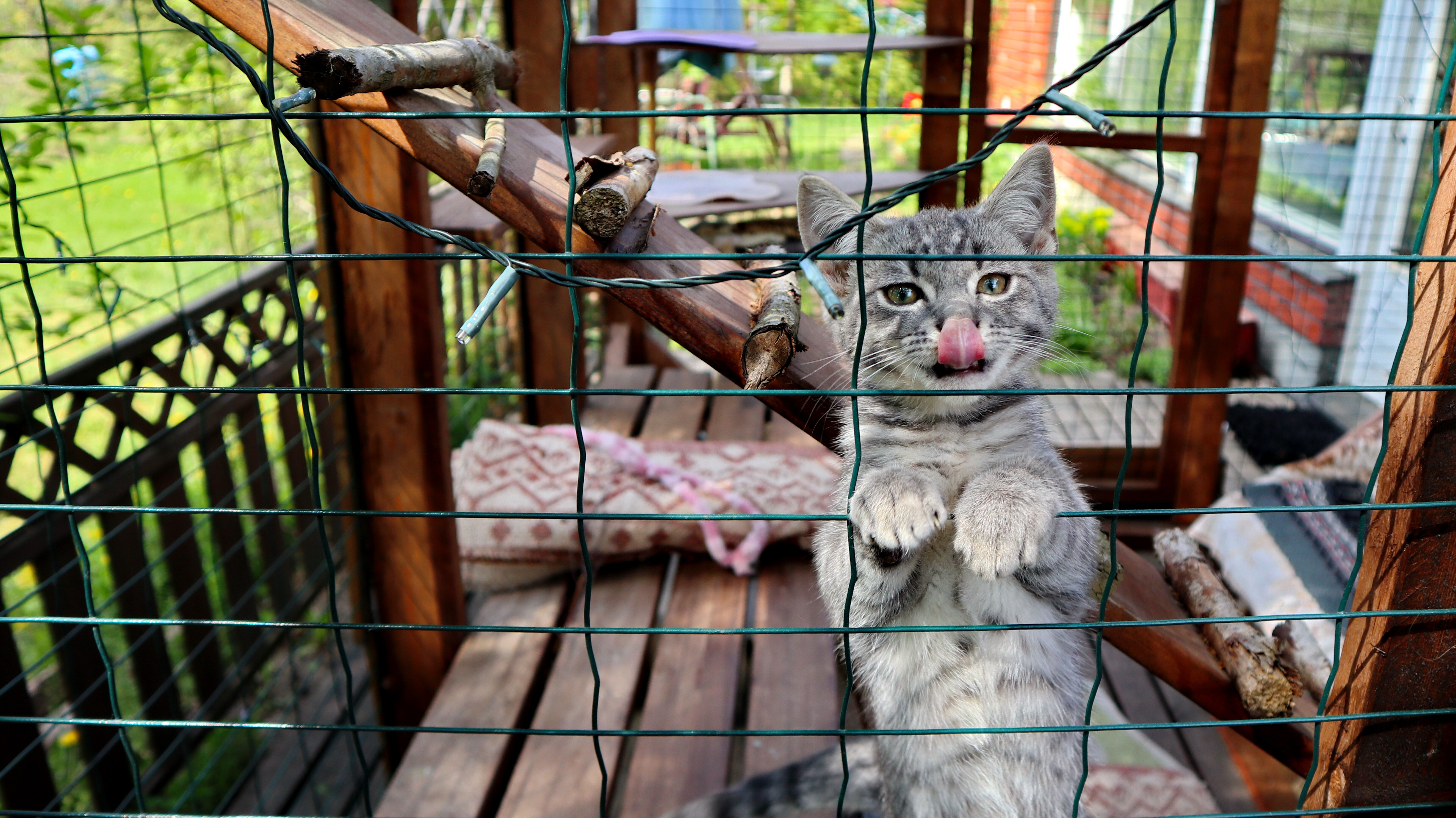 cat inside a safe outdoor catio