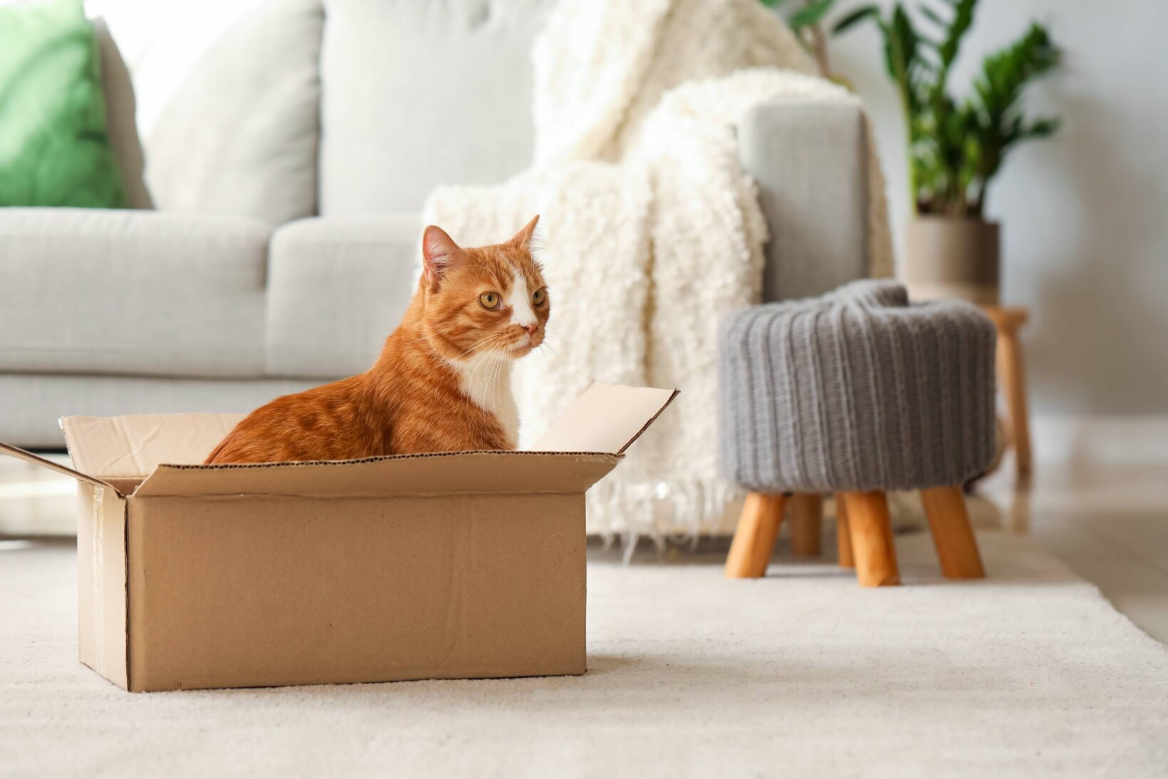 Easy House Moving with Your Cats Airtasker AU