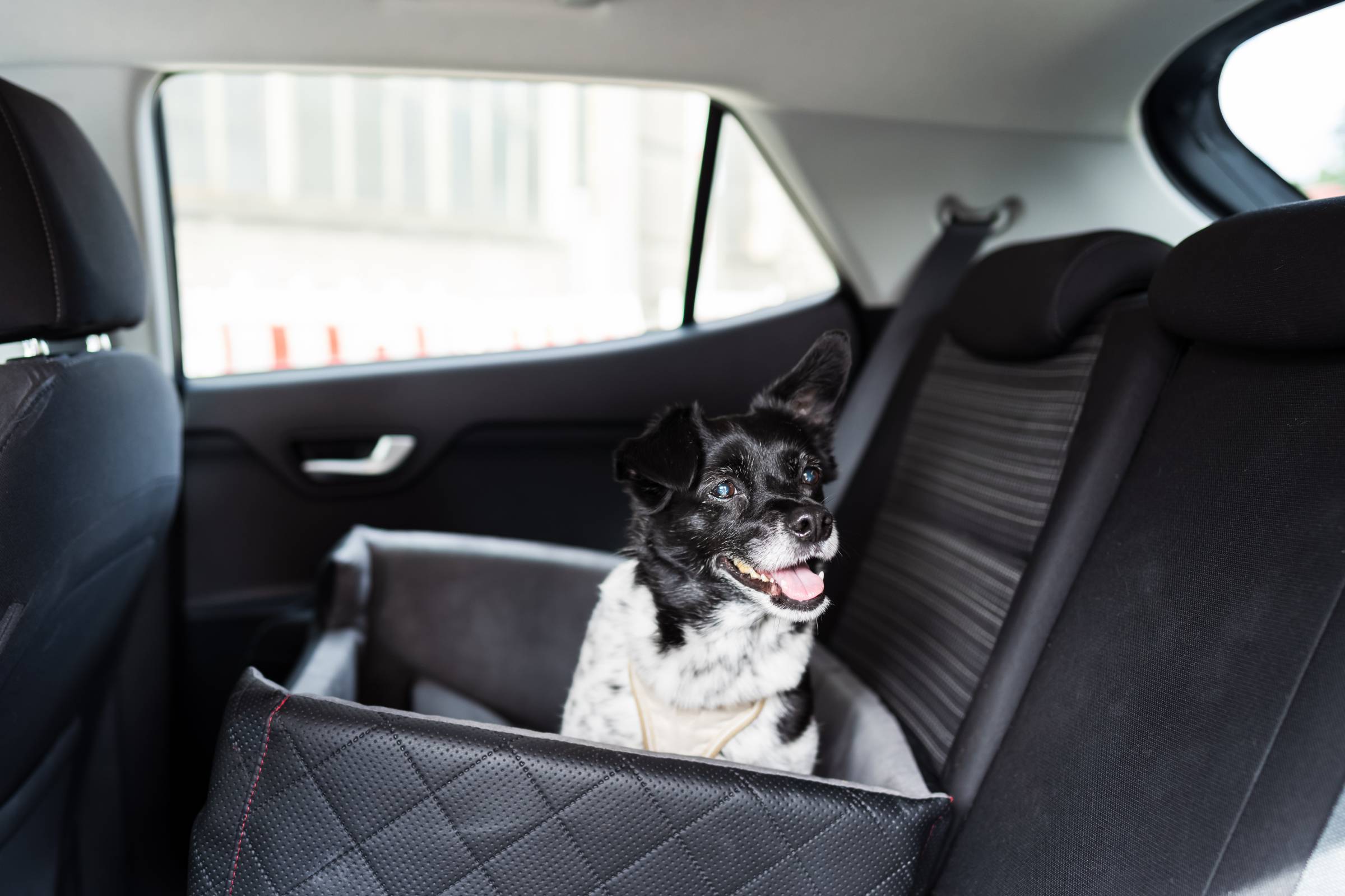 a dog in a car seat