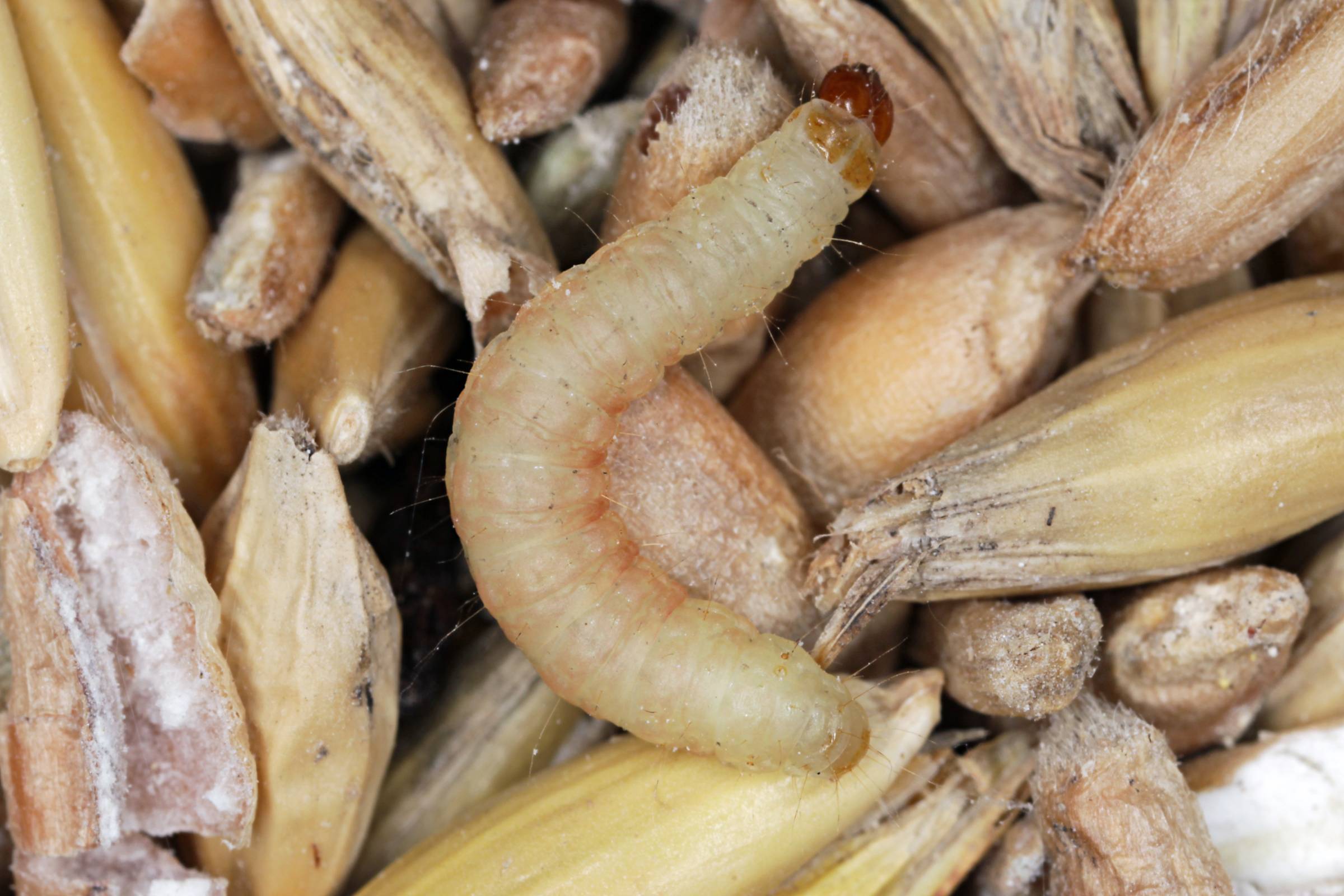 How To: Get Rid of Pantry Moths - Aantex Pest & Termite Control