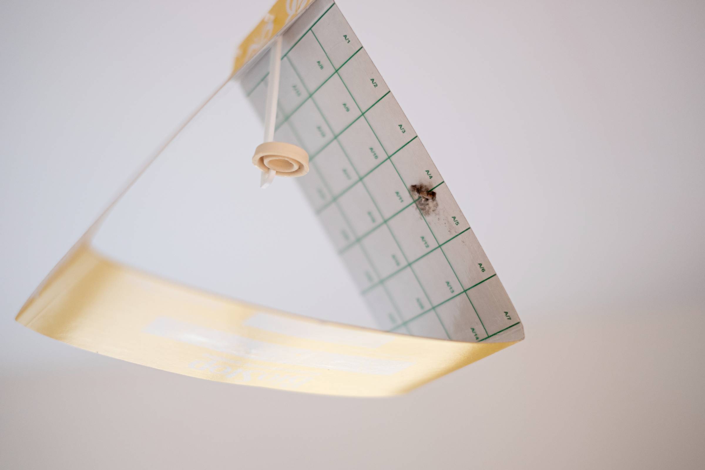11 Easy DIY Ways to Kill Moths in the Closet