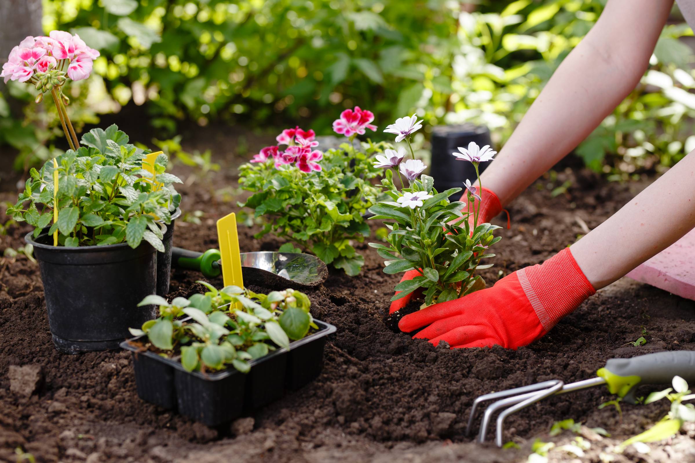 a woman planting flowers 