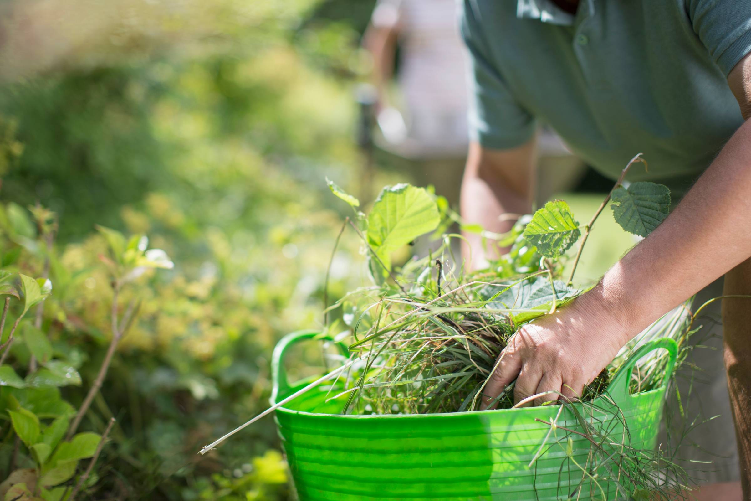 a man weeding the garden