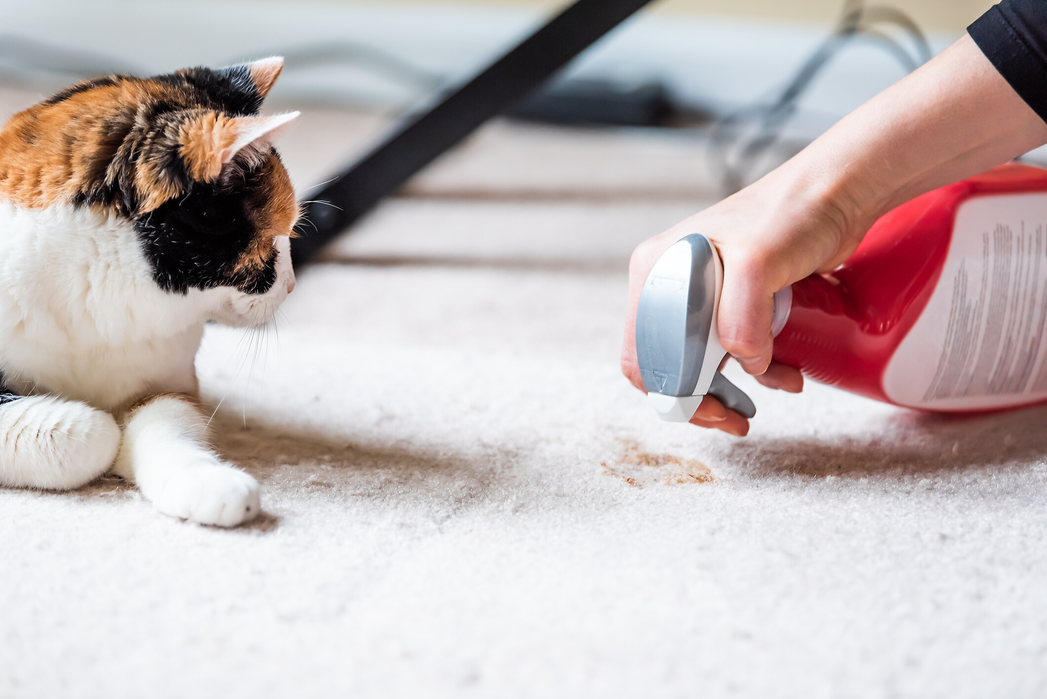 How To Clean Vomit Off A Carpet Airtasker Au
