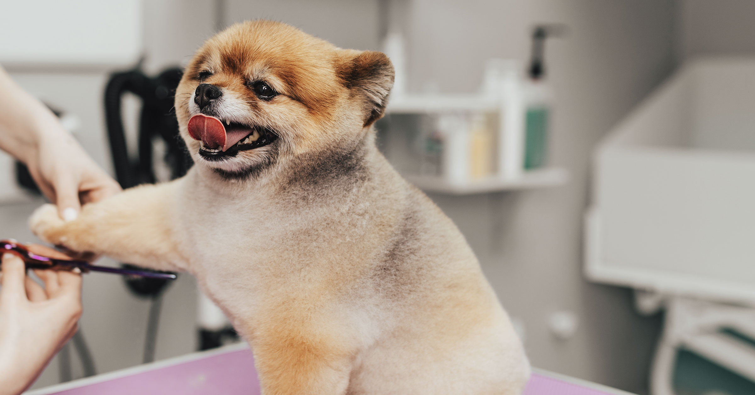 a close-up of a cute dog being groomed by a pet care expert.