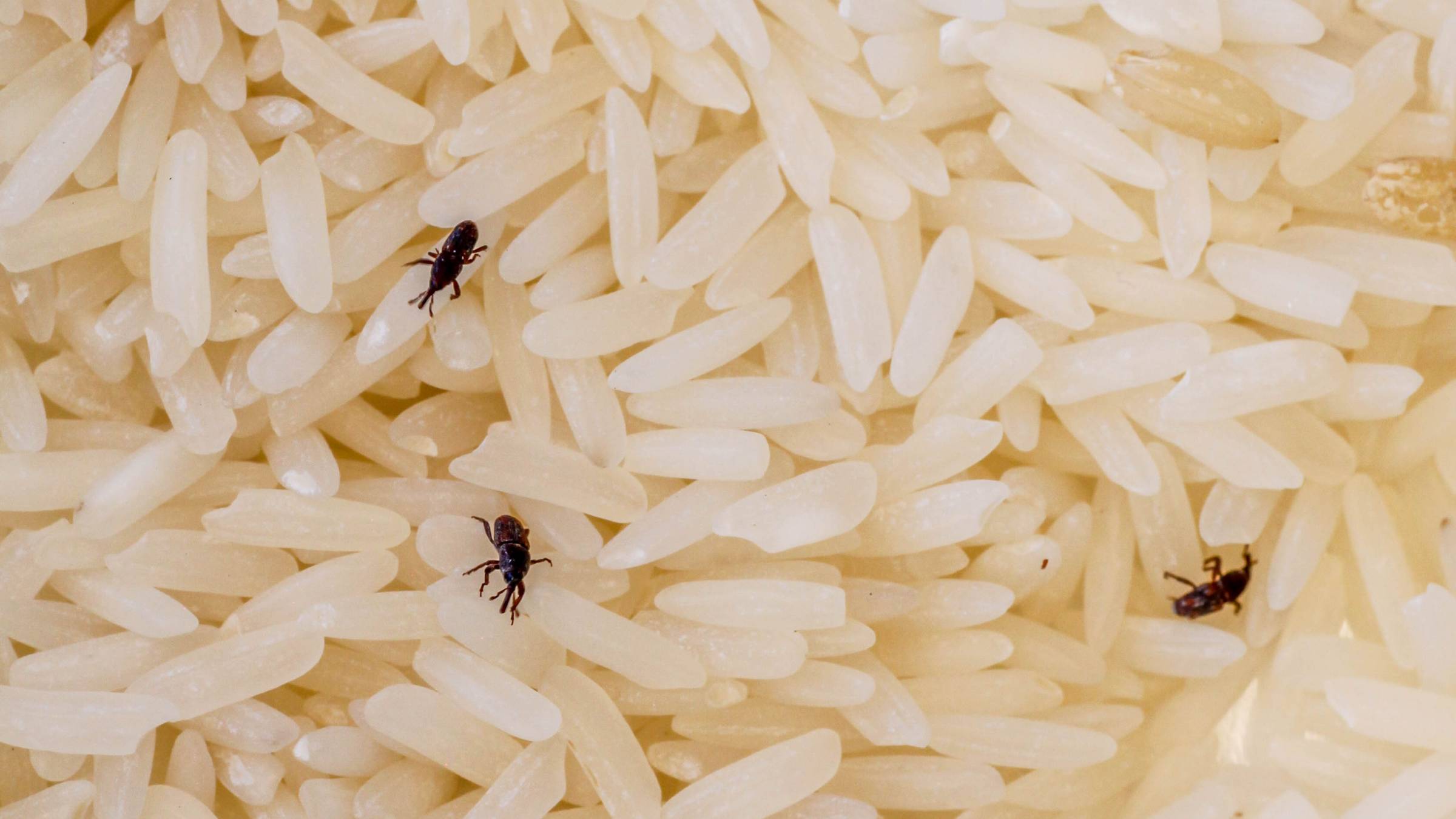 weevils in rice