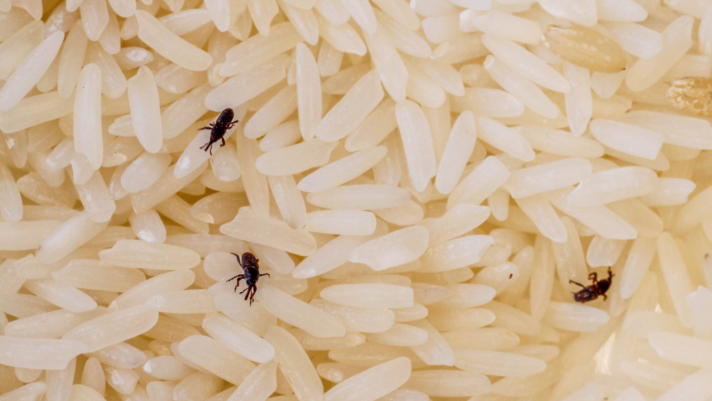 Weevil Web How to get rid of pantry weevils | Airtasker AU