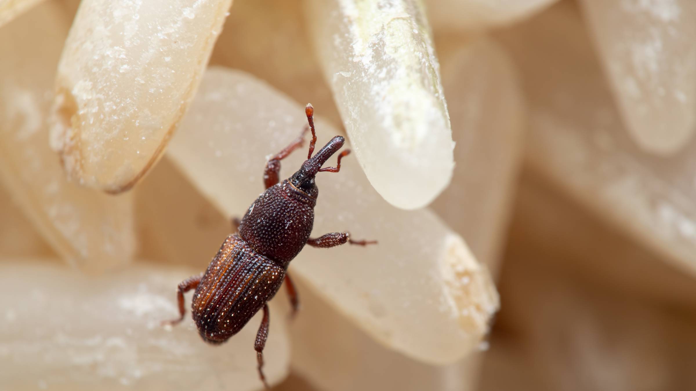 a macro shot of a rice weevil
