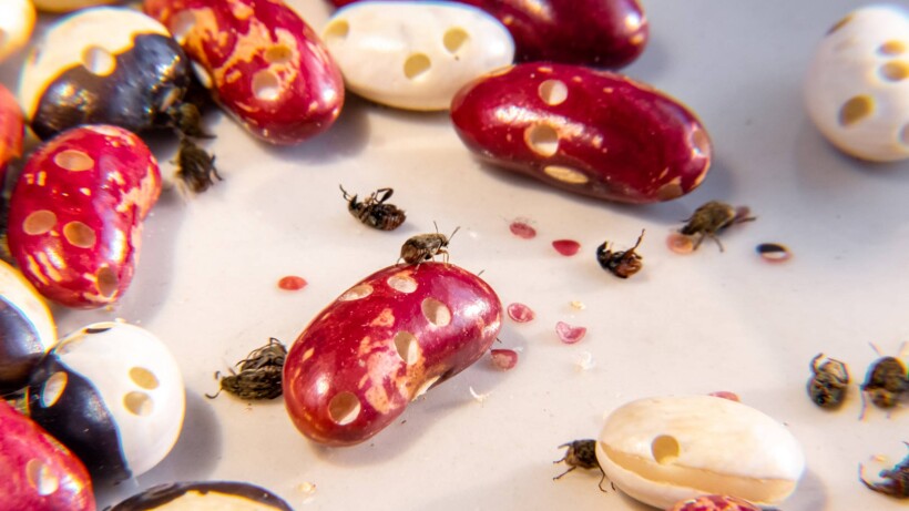 Weevils In Your Pantry Do This Before Its Too Late - 34yd2vx