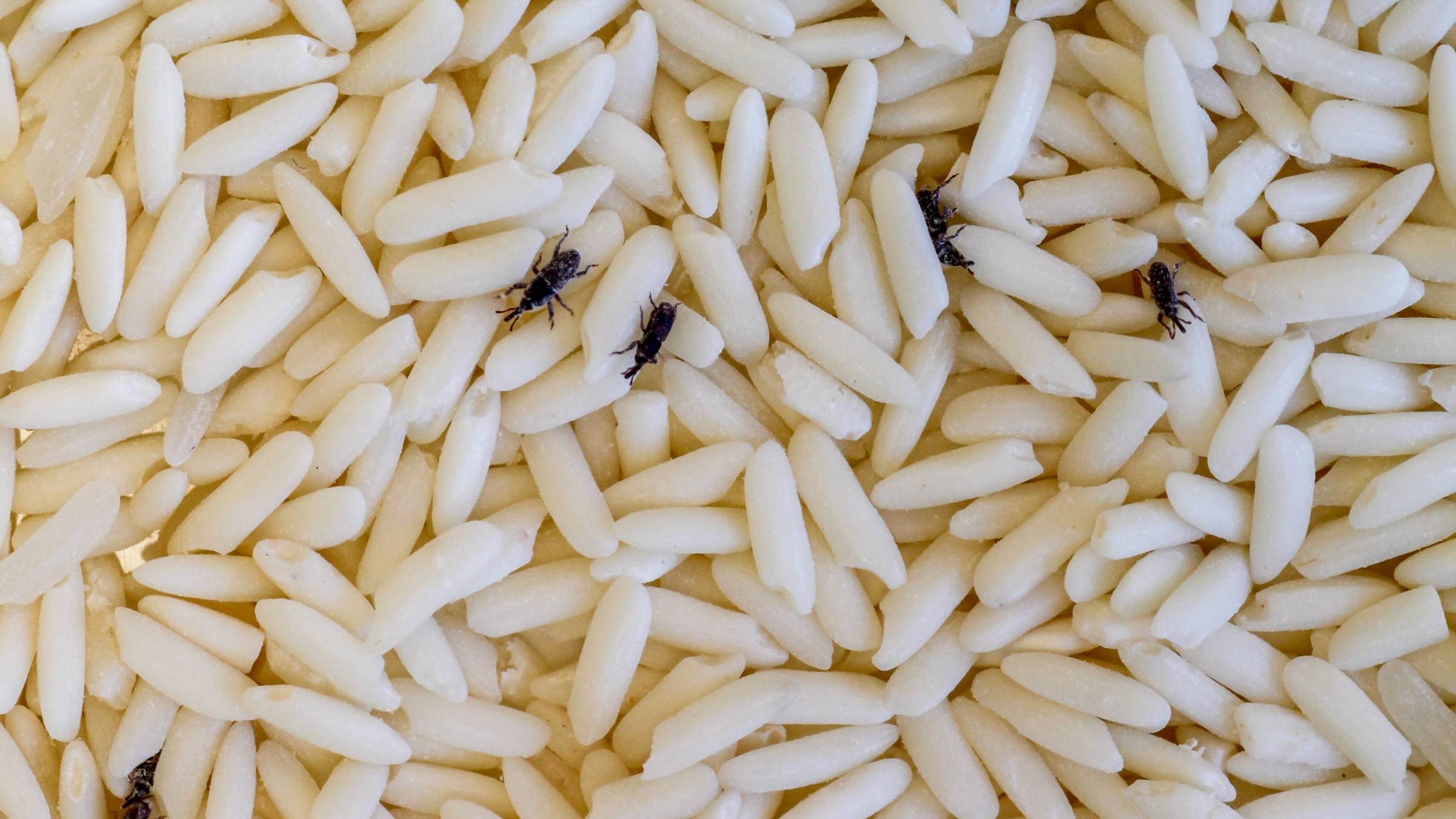 weevils on grains of rice