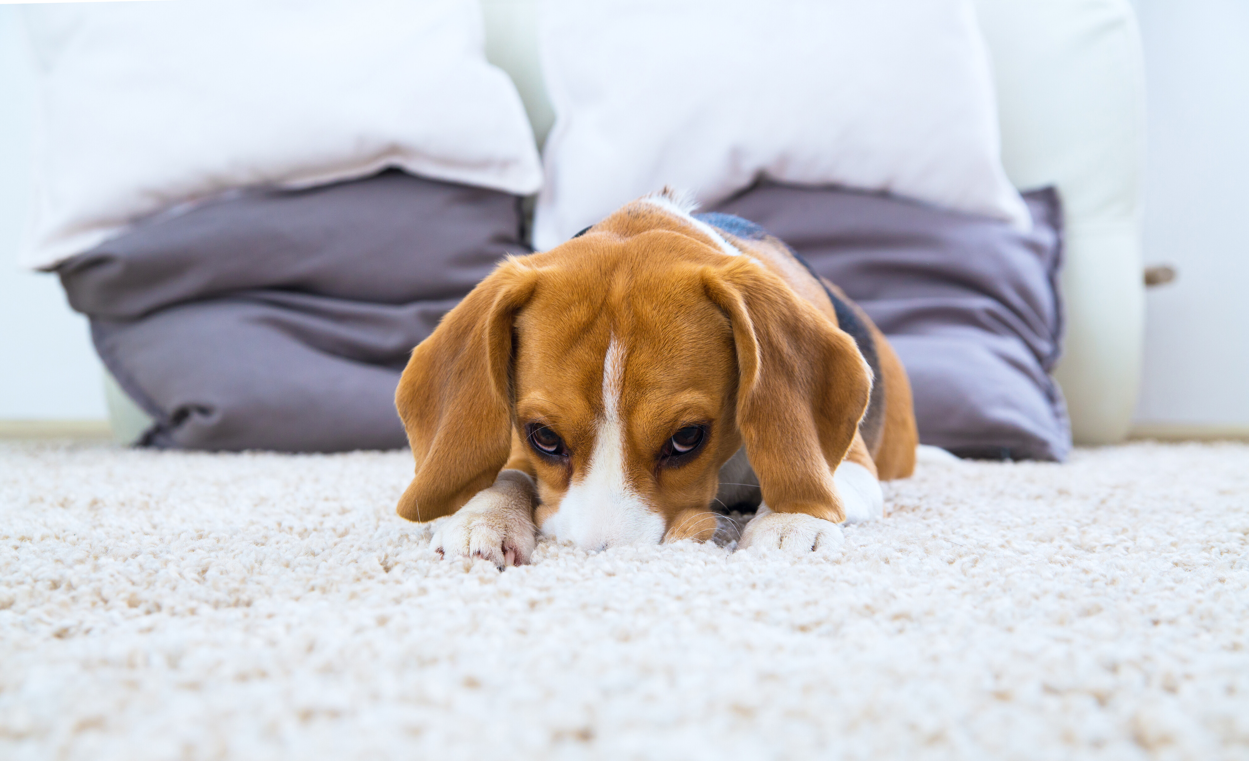 how to get dog pee out of a carpet 