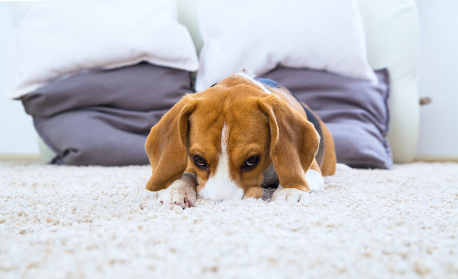 Unleashing Clean Carpets: No More Dog Pee and Pet Odour | Airtasker AU