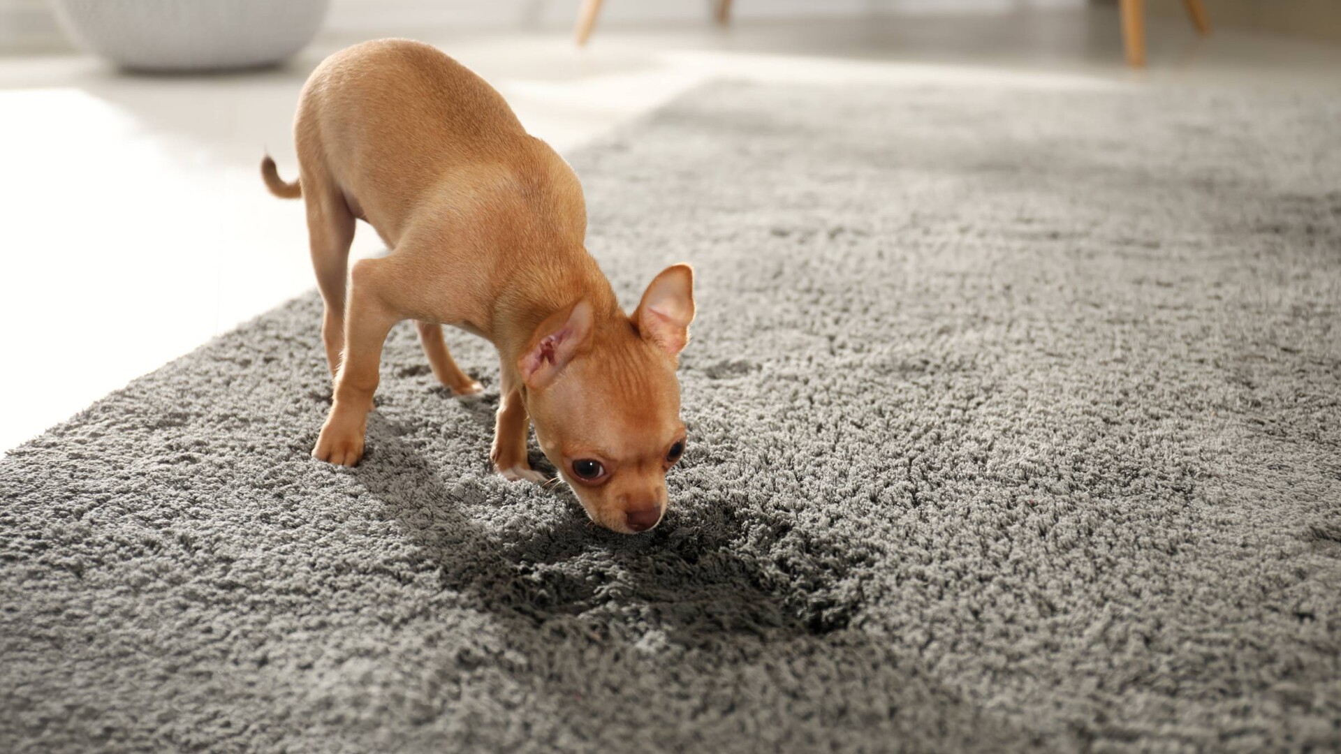 How To Get Dog Out Of Carpets