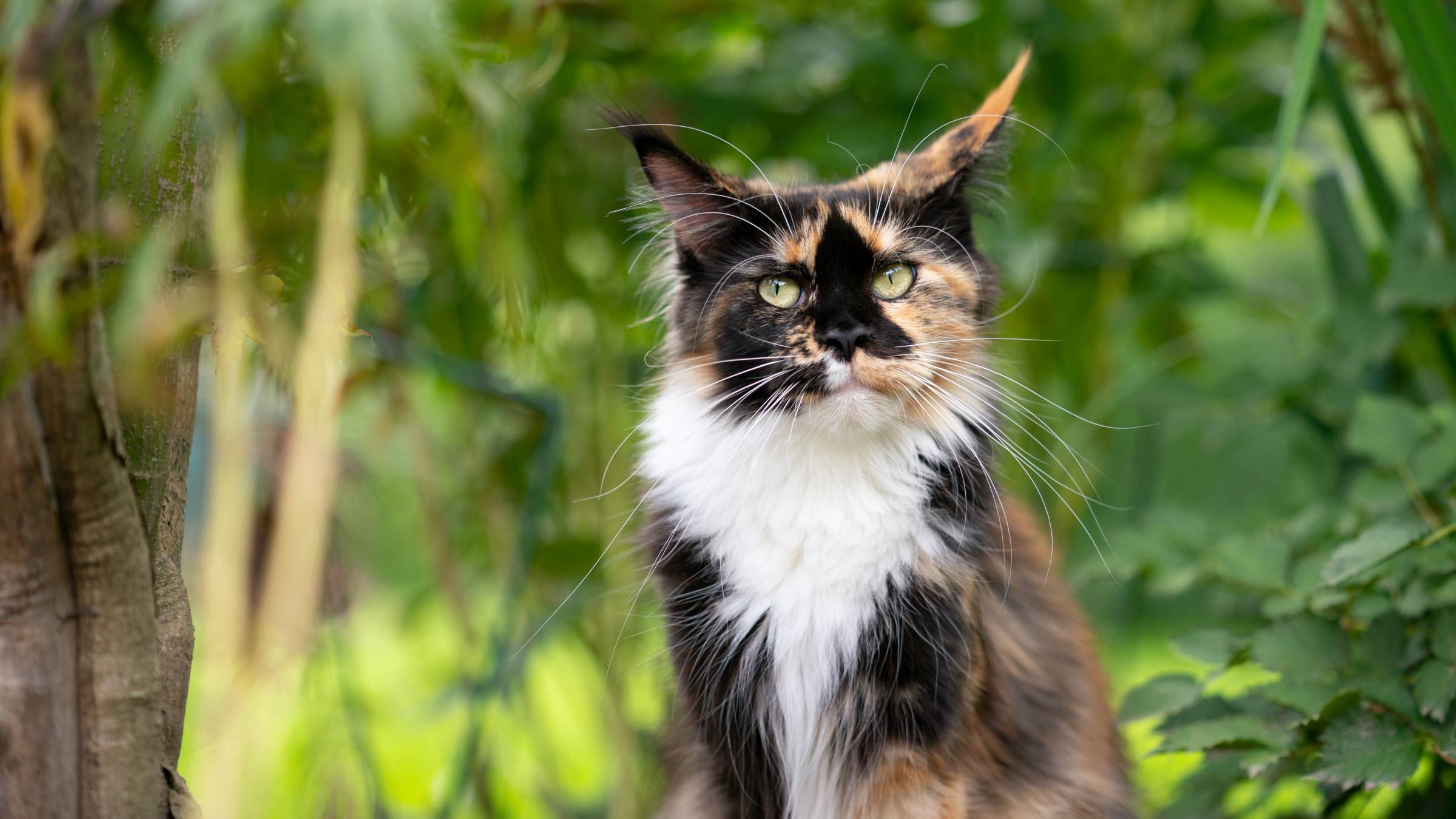 a calico maine coon cat outdoors