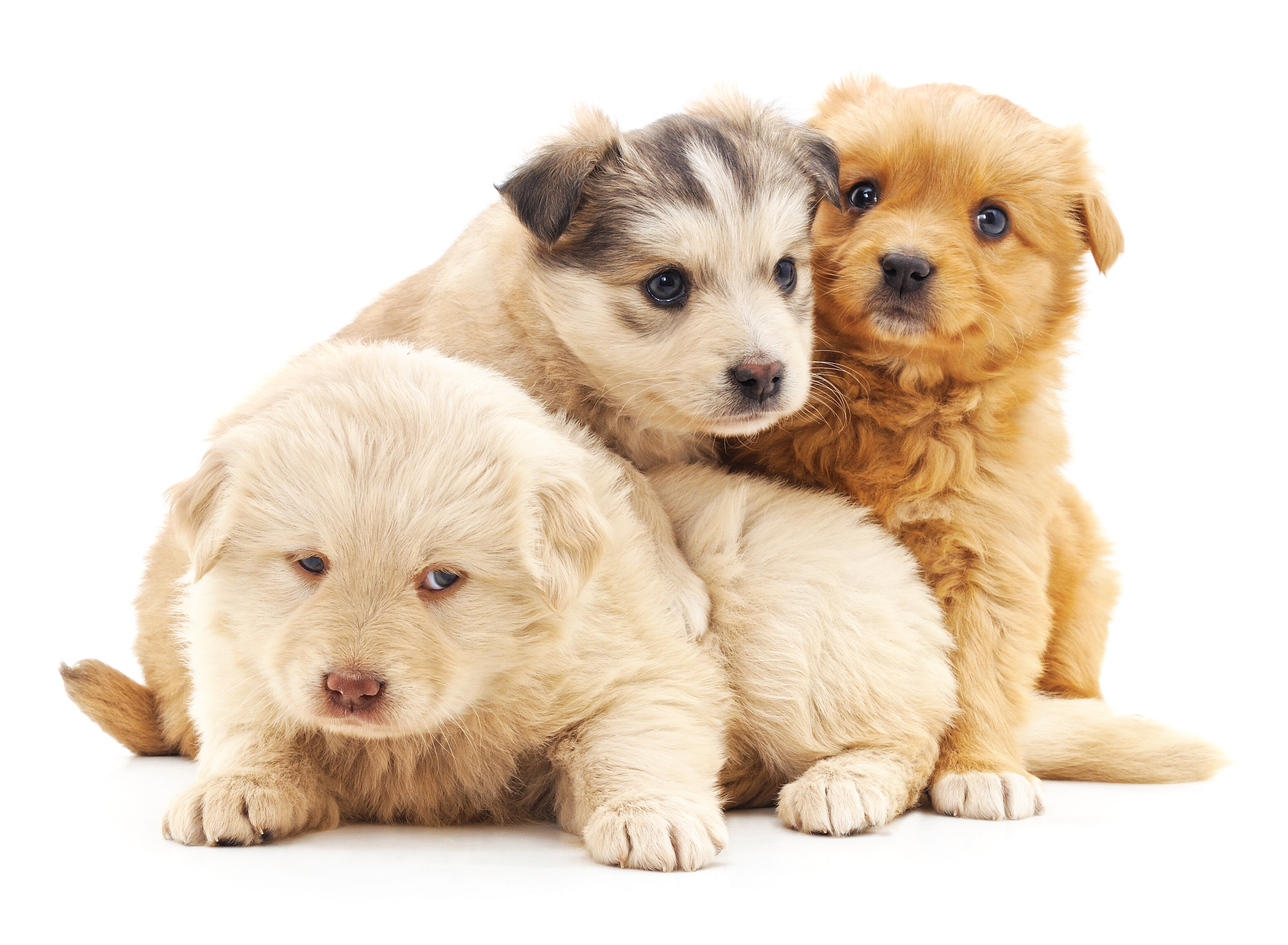 a photo of cute little puppies