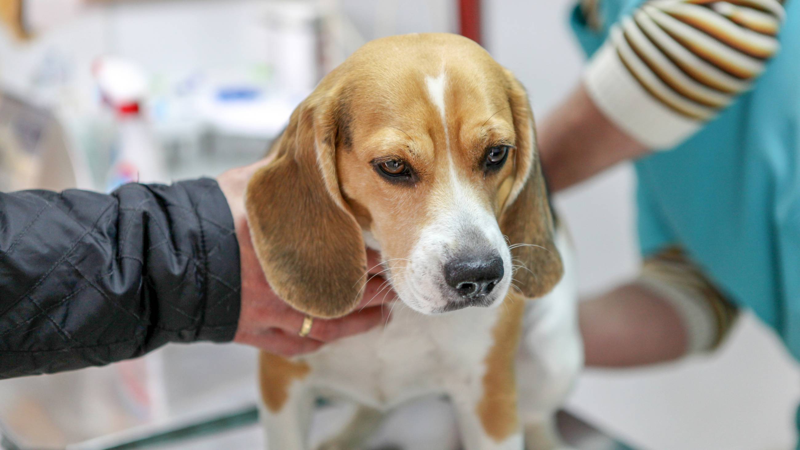 a beagle at a veterinary