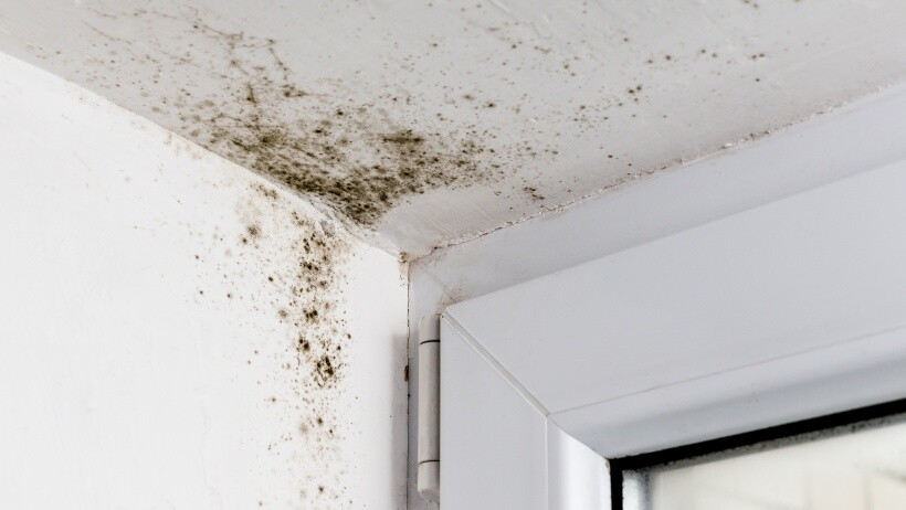 Water damage vs mould - What is mould