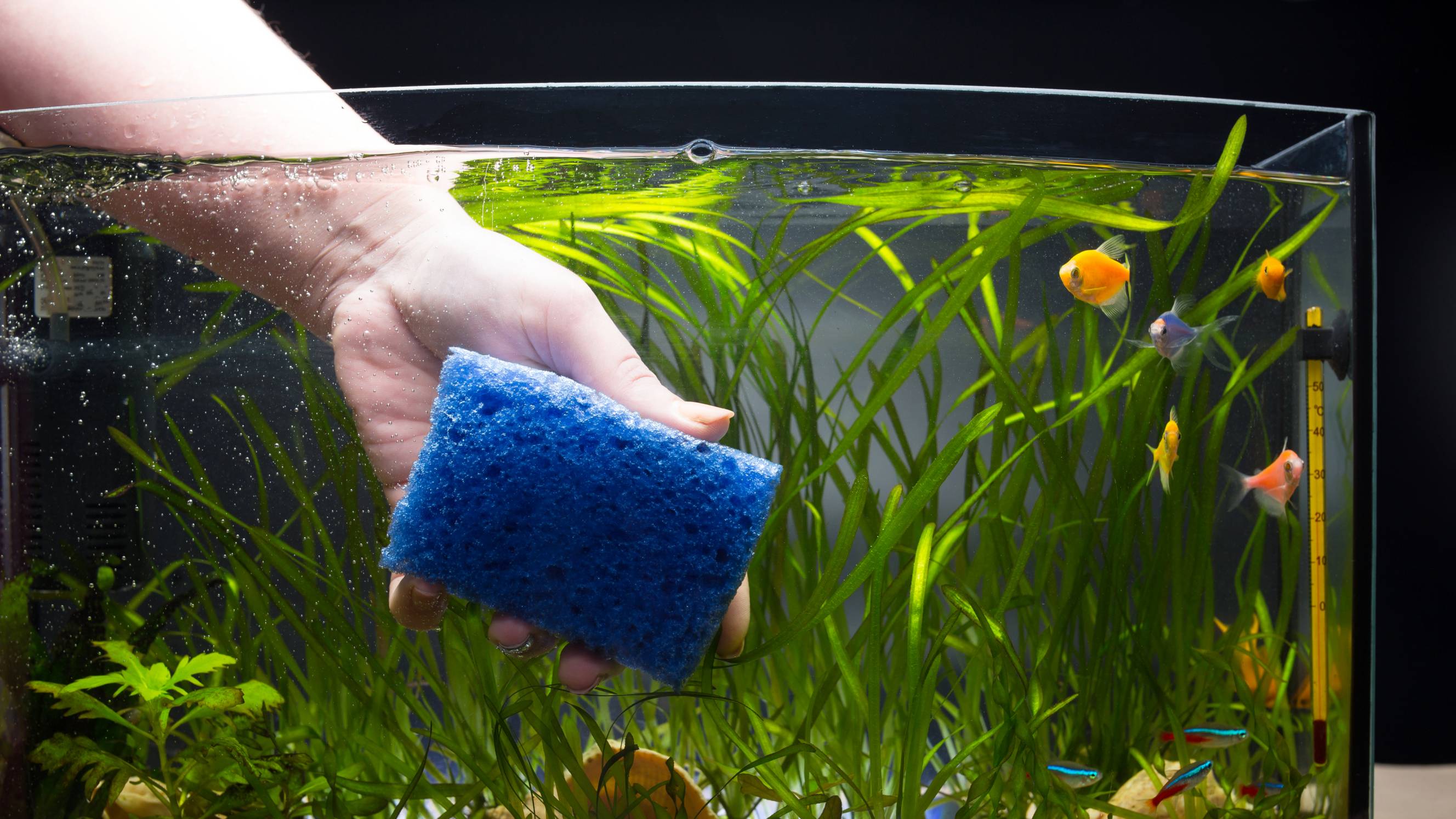 a person cleaning fish tank glass using a sponge