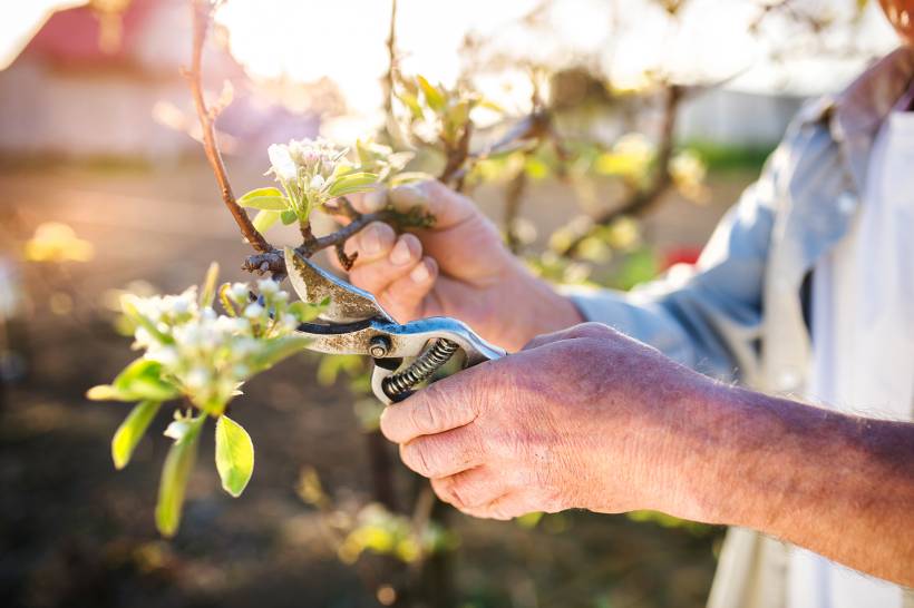 pruning vs trimming - a man pruning an apple tree