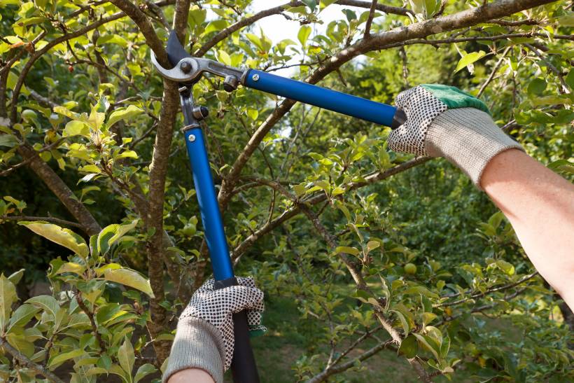 pruning vs. trimming - a man using large pruning shears