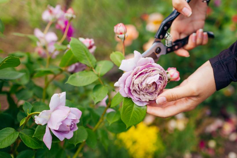 pruning vs trimming - a woman pruning a rose bush with dead blossoms