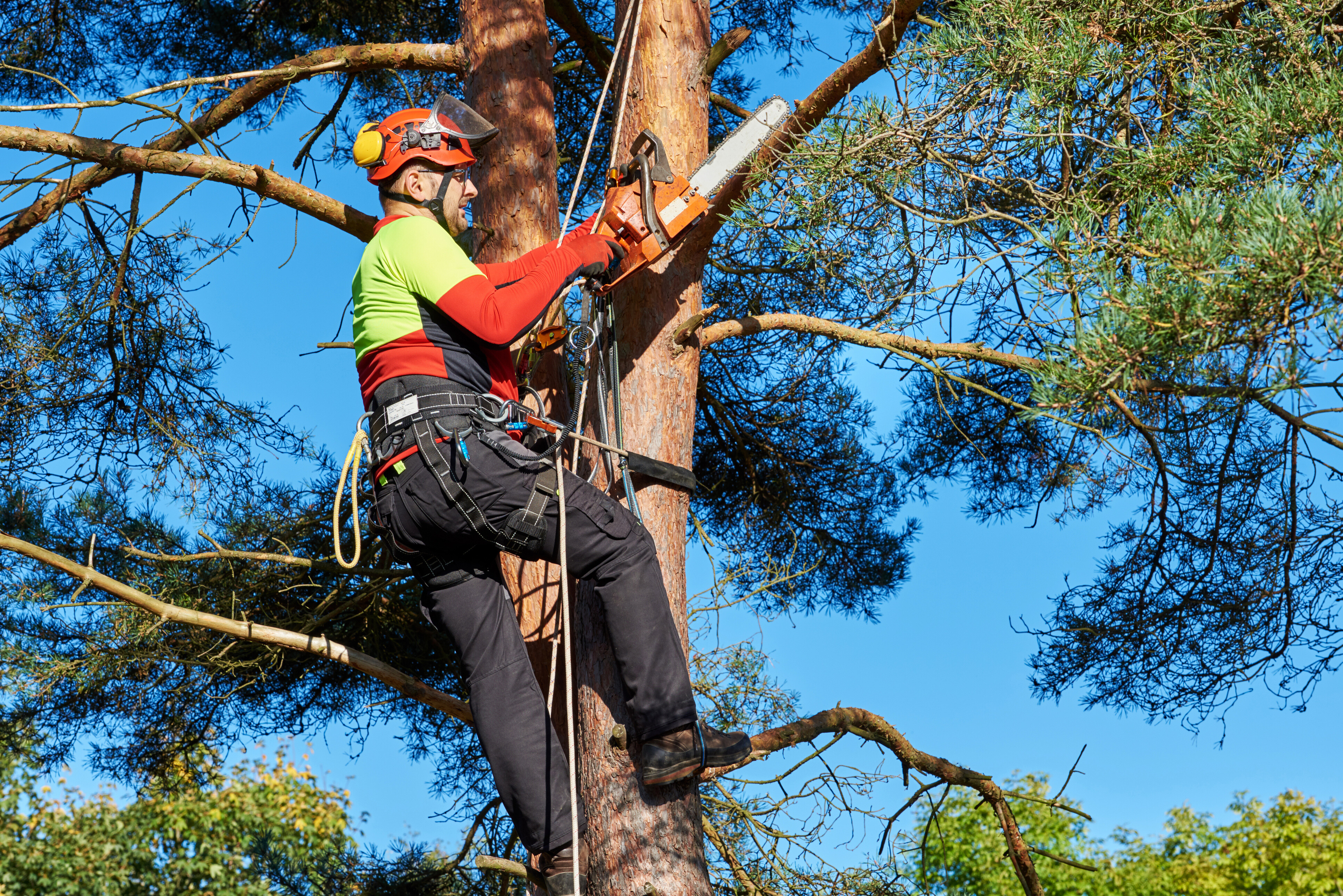 A professional tree surgeon wearing safety gear and strapped to a harness while he cuts off a tree branch.