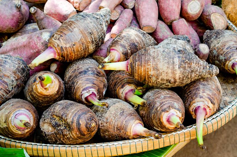 ube vs taro - freshly harvested taro in a basket