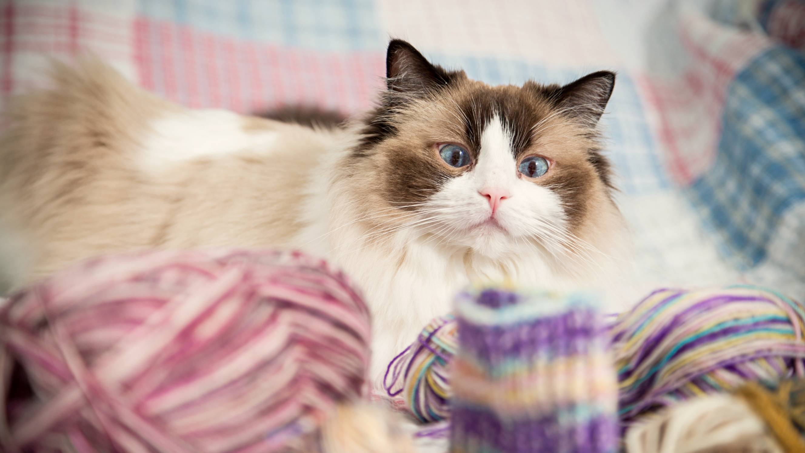 a Ragdoll lying down next to balls of yarn