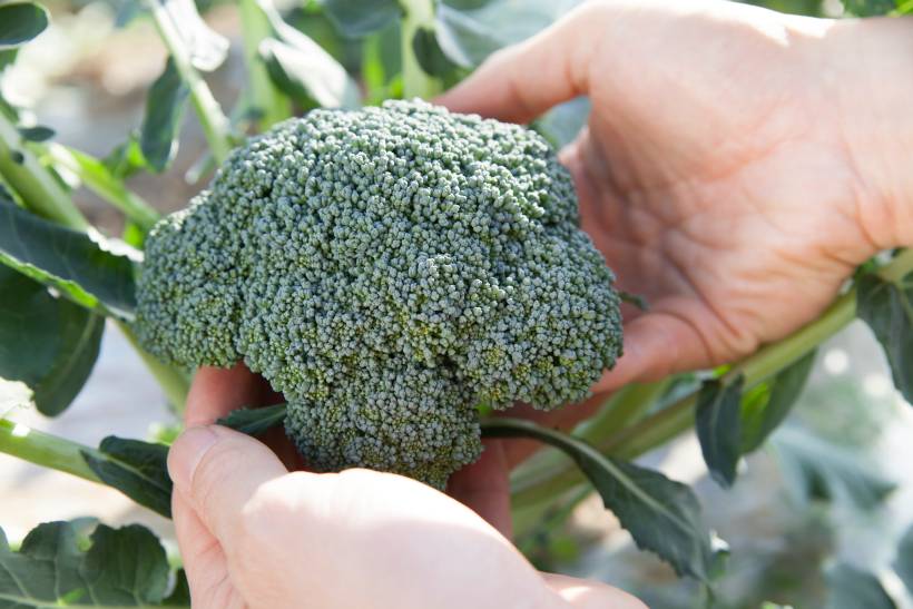 broccoli vs. broccolini - a person harvesting fresh broccoli