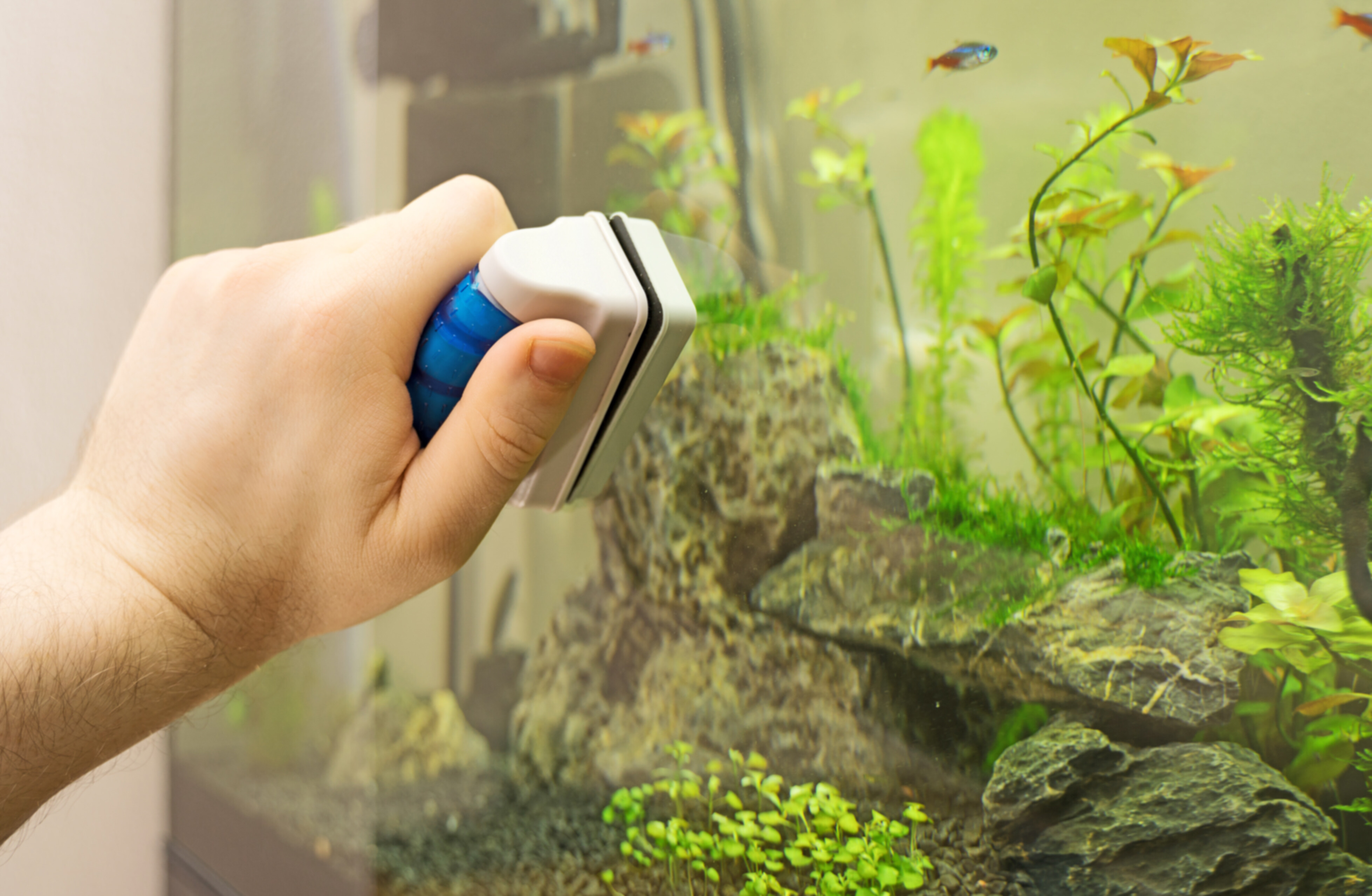 The hand of a male cleaning the outside of an aquarium with a magnetic cleaner.