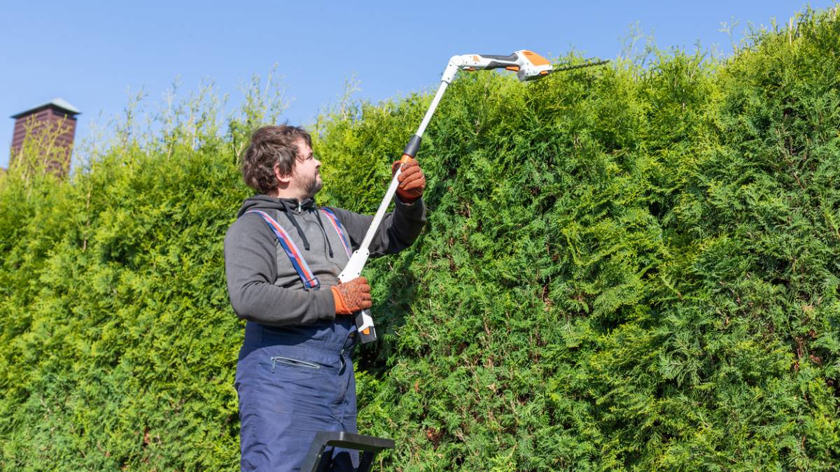 a male gardener trimming the hedges standing on a ladder - how much does hedge trimming cost