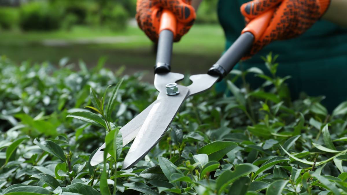 a gardener cutting the hedges using a large shears - how much does hedge trimming cost