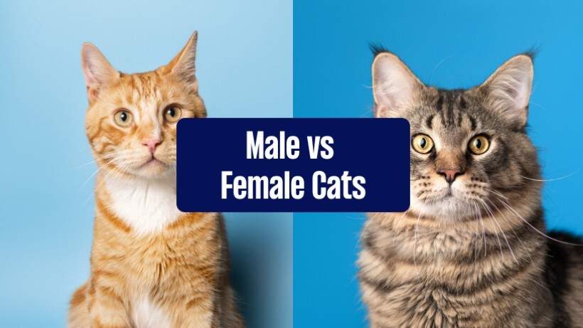 Comparing male and female cats based on appearance, behaviour, and more