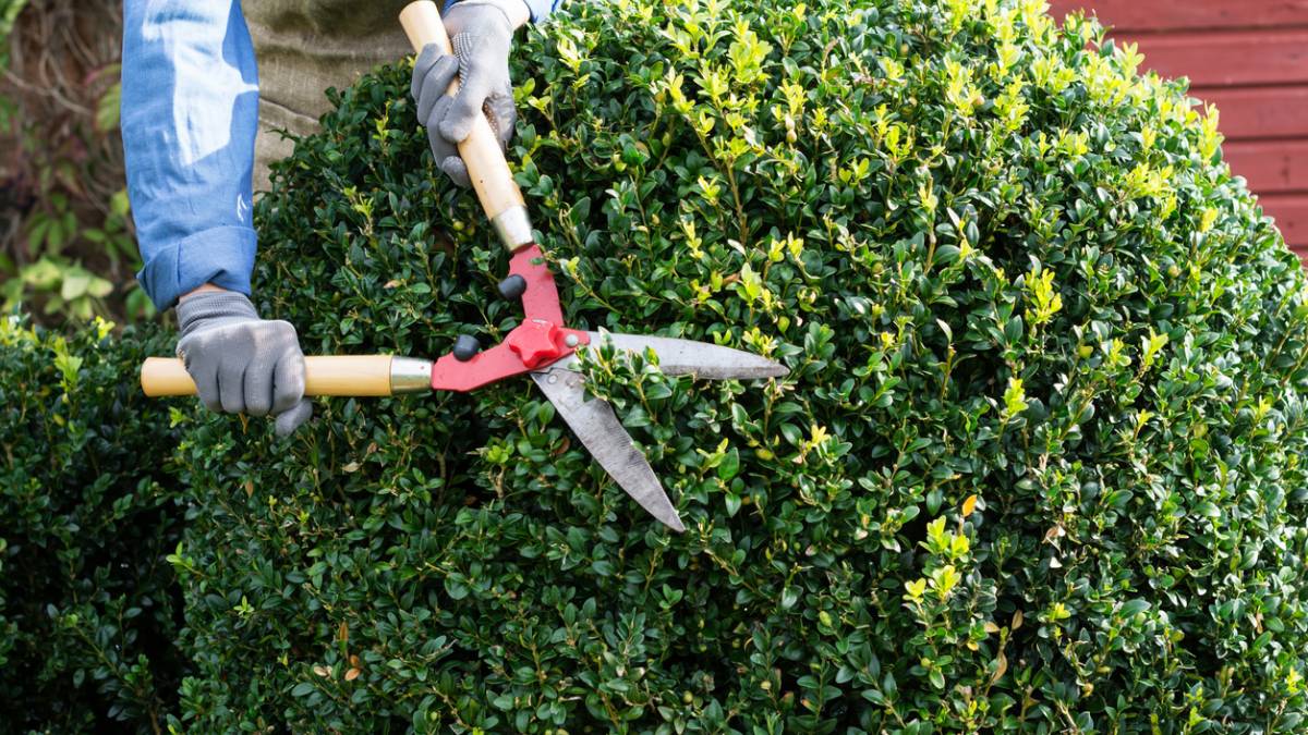 a gardener trimming a decorative bush