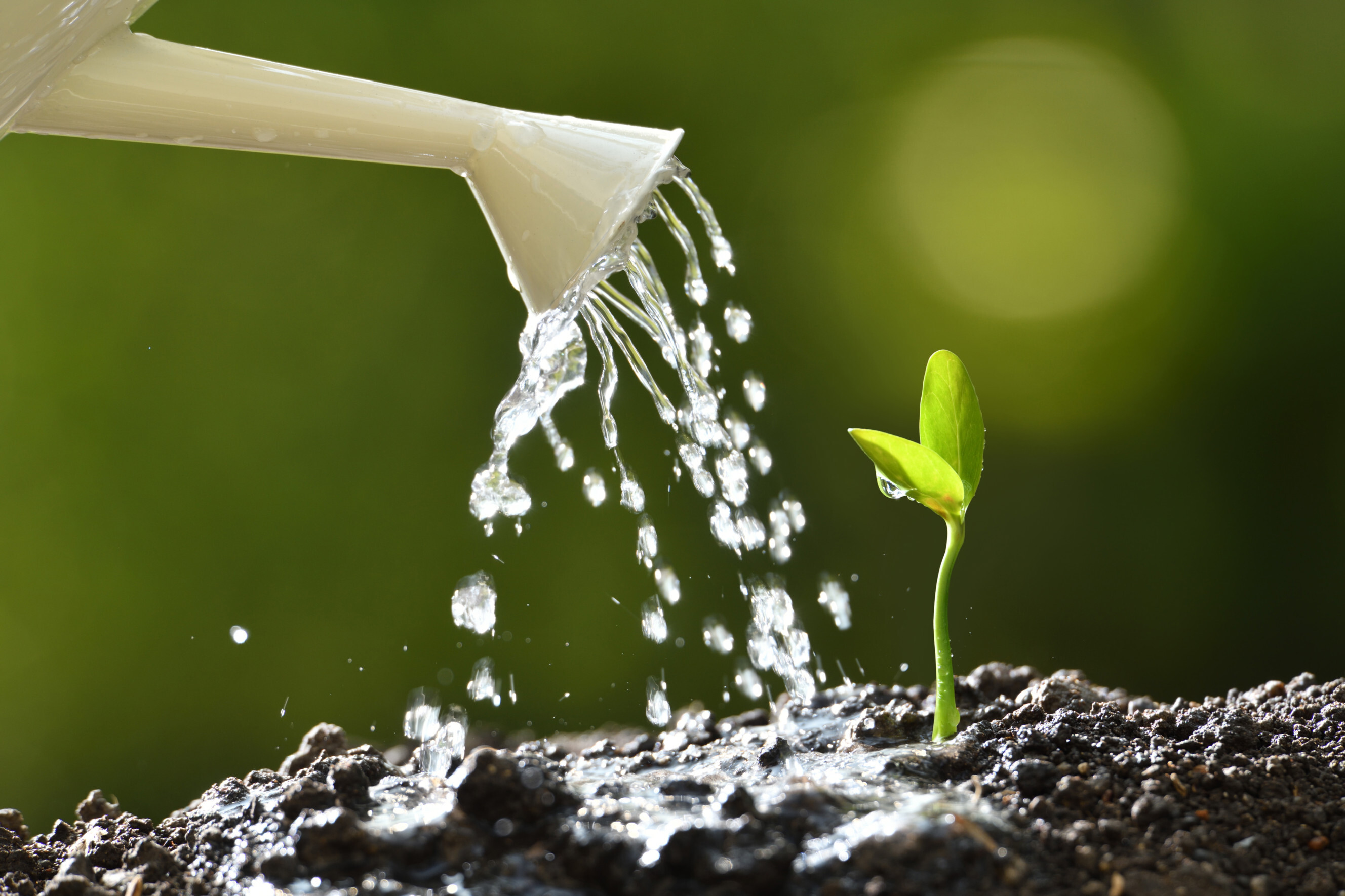 sprout being gently watered with a watering can